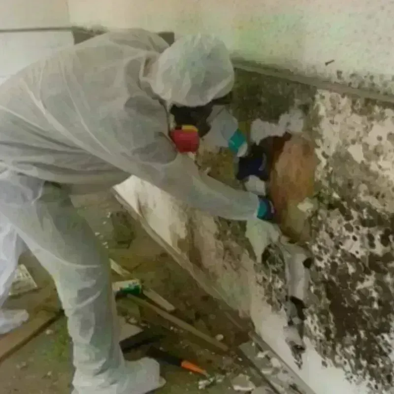 Mold Remediation and Removal in Dent, OH